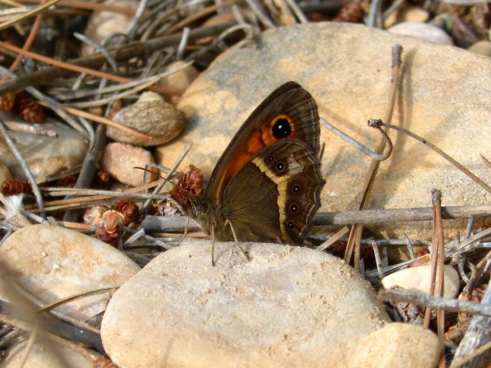 Pyronia bathseba butterfly lobito list