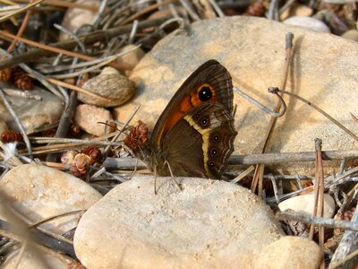 Pyronia bathseba butterfly lobito list