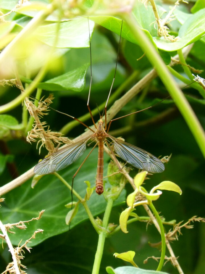 Sting insect annoying