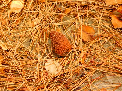 Autumn pine cone photo
