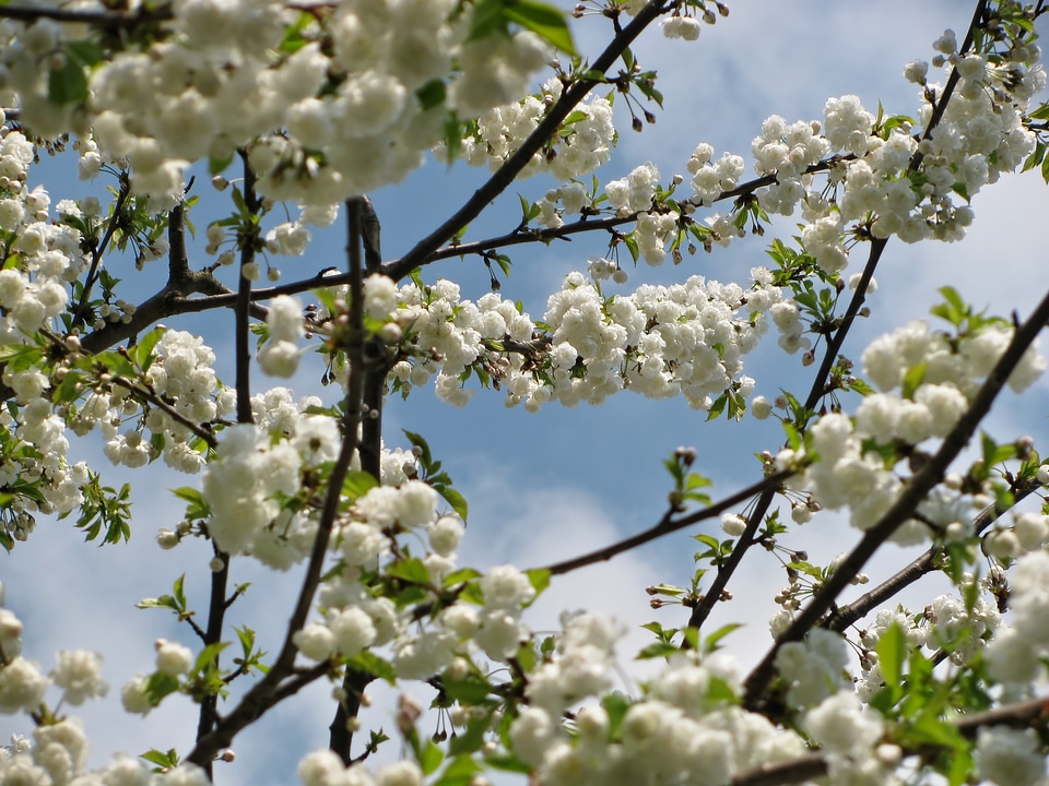 Spring nature white