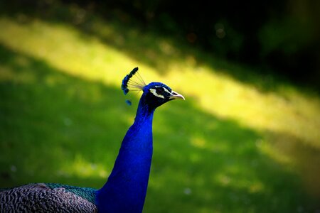 Bird peacock color
