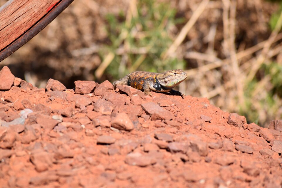 Nature reptile