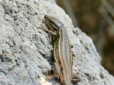 Detail rock reptiles