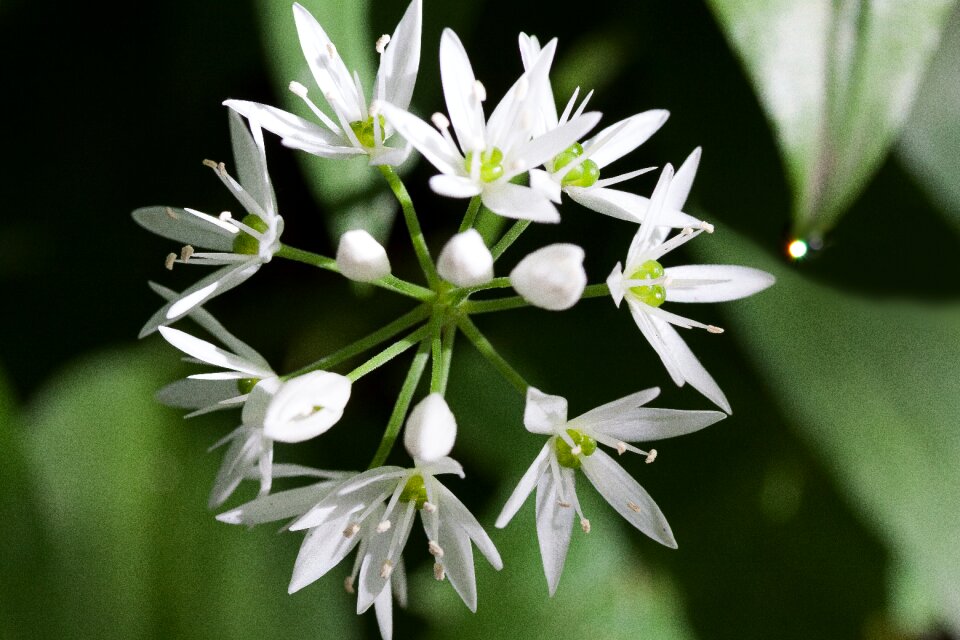 Forest wild vegetables plant
