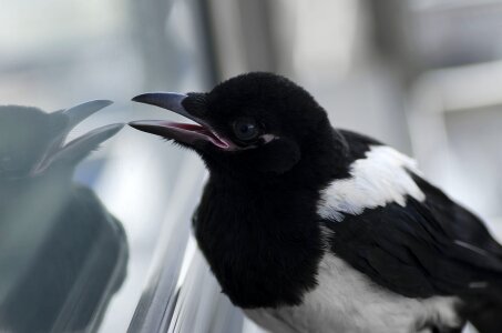 Magpie animal feather photo