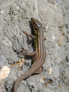 Detail rock reptiles
