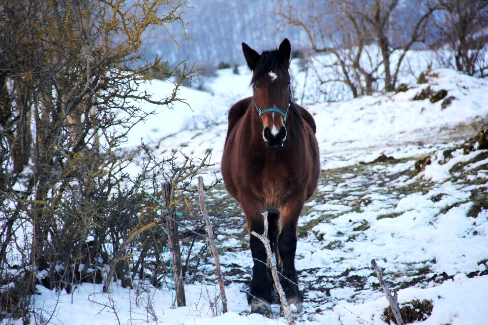 Winter riding school pony