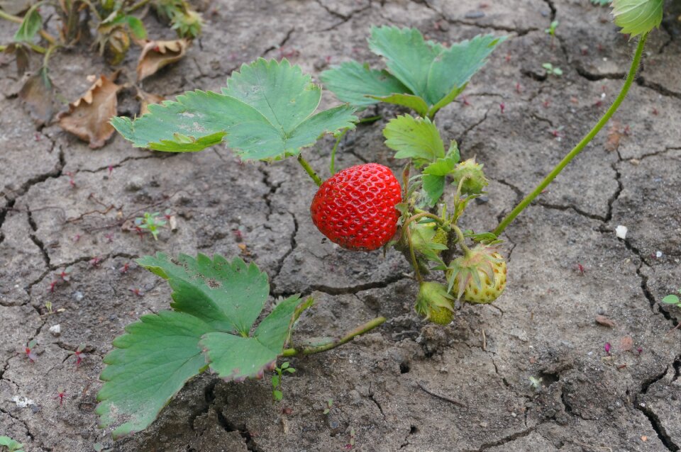 Strawberry strawberry bush berry