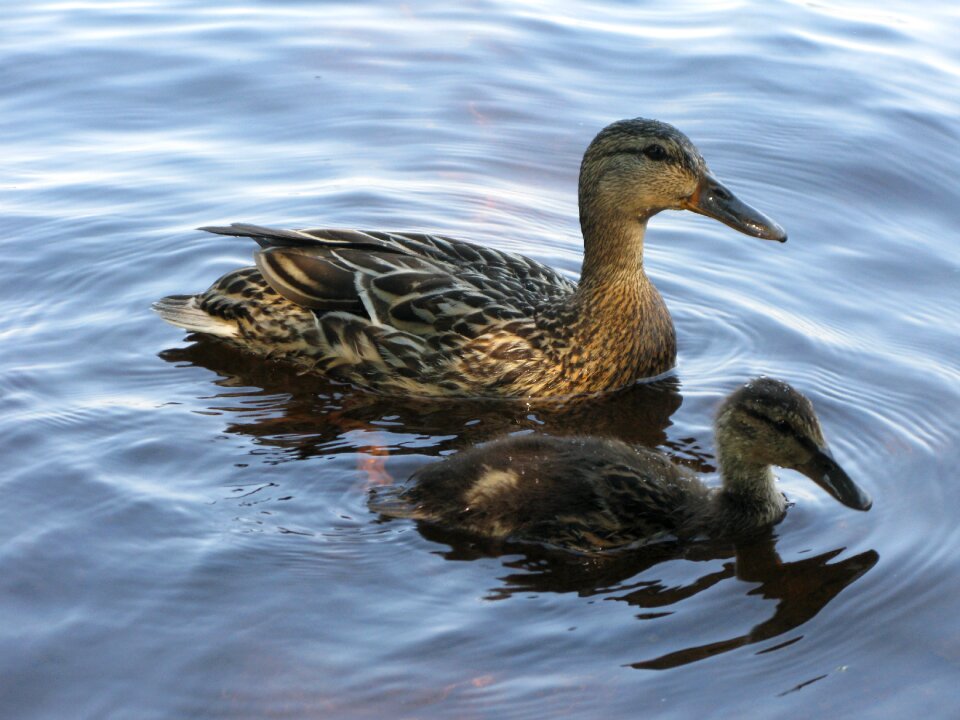 Nature cub water