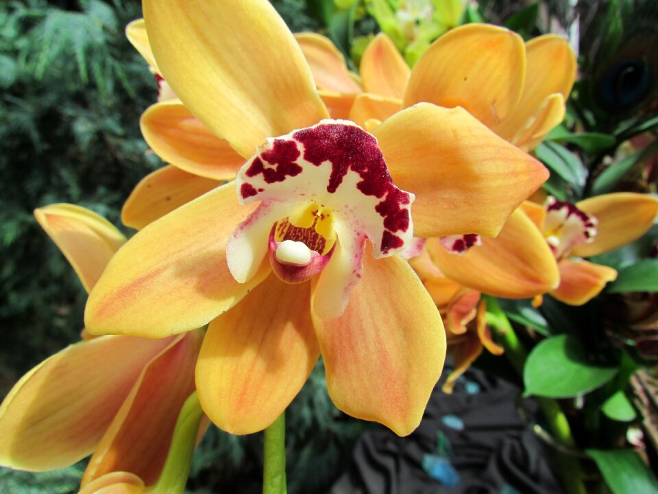 Yellow hybrid nature