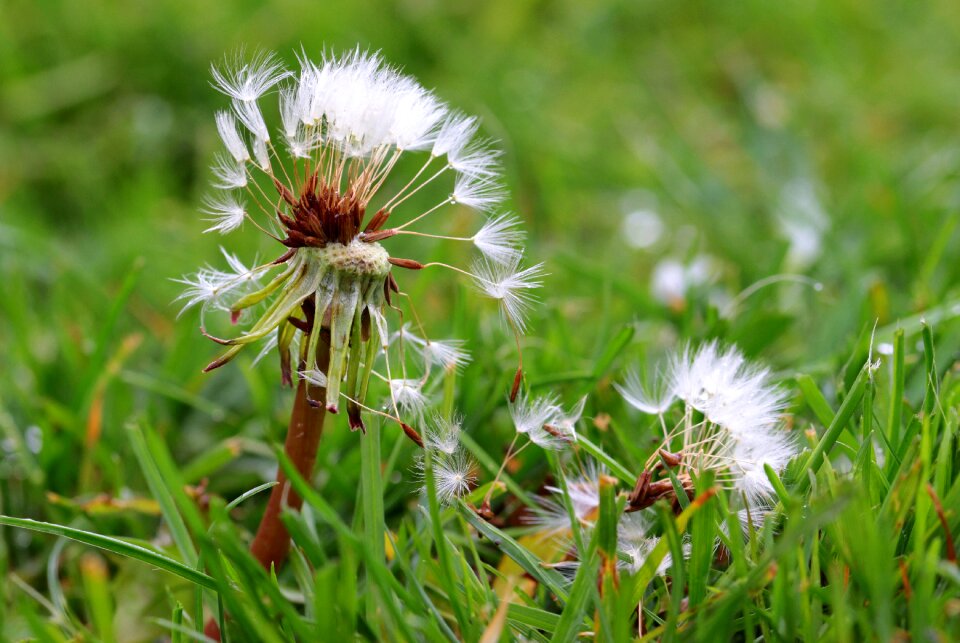Pointed flower faded meadow