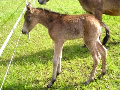 Cute animal pasture