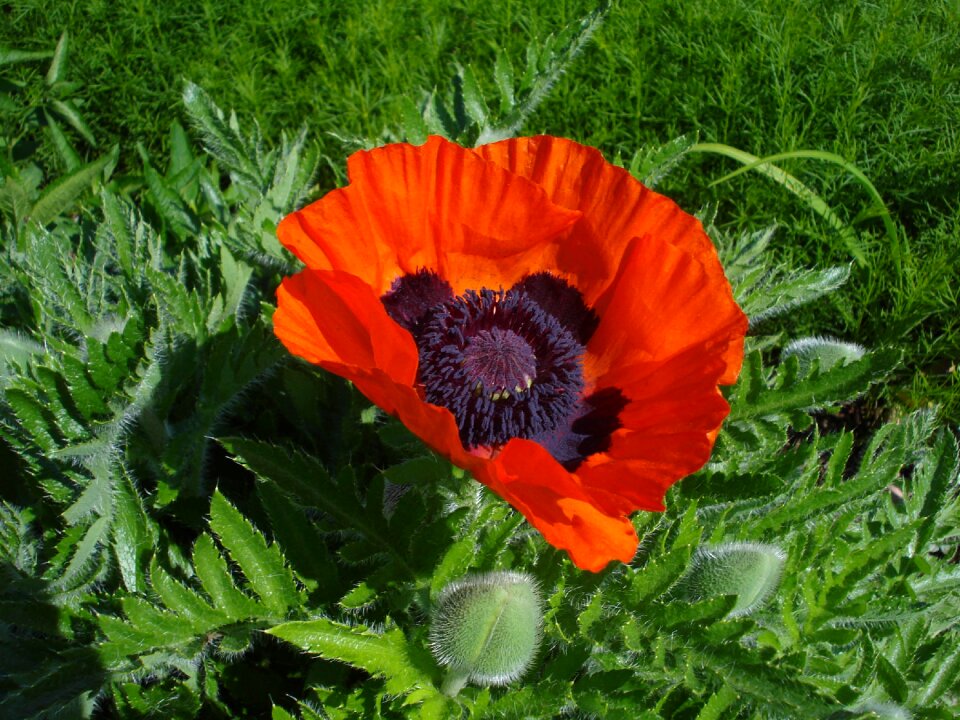 Summer poppy spring
