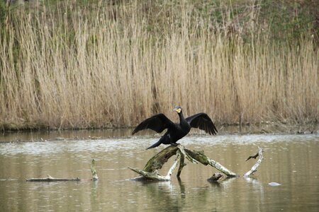 Cormorant water flying photo