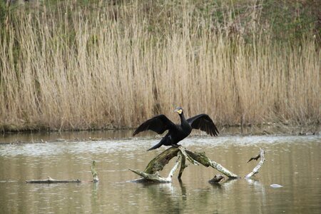Cormorant water flying