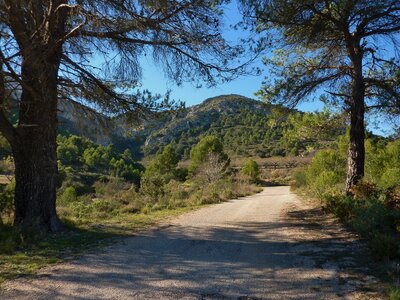 Trees travel mountain