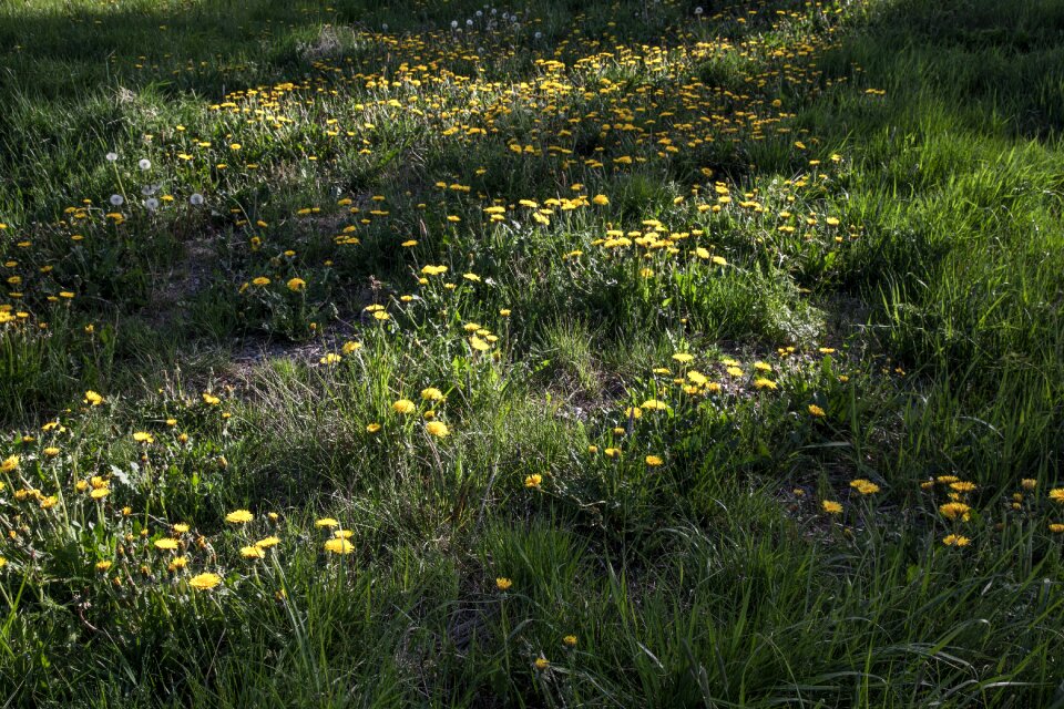 Meadow nature spring