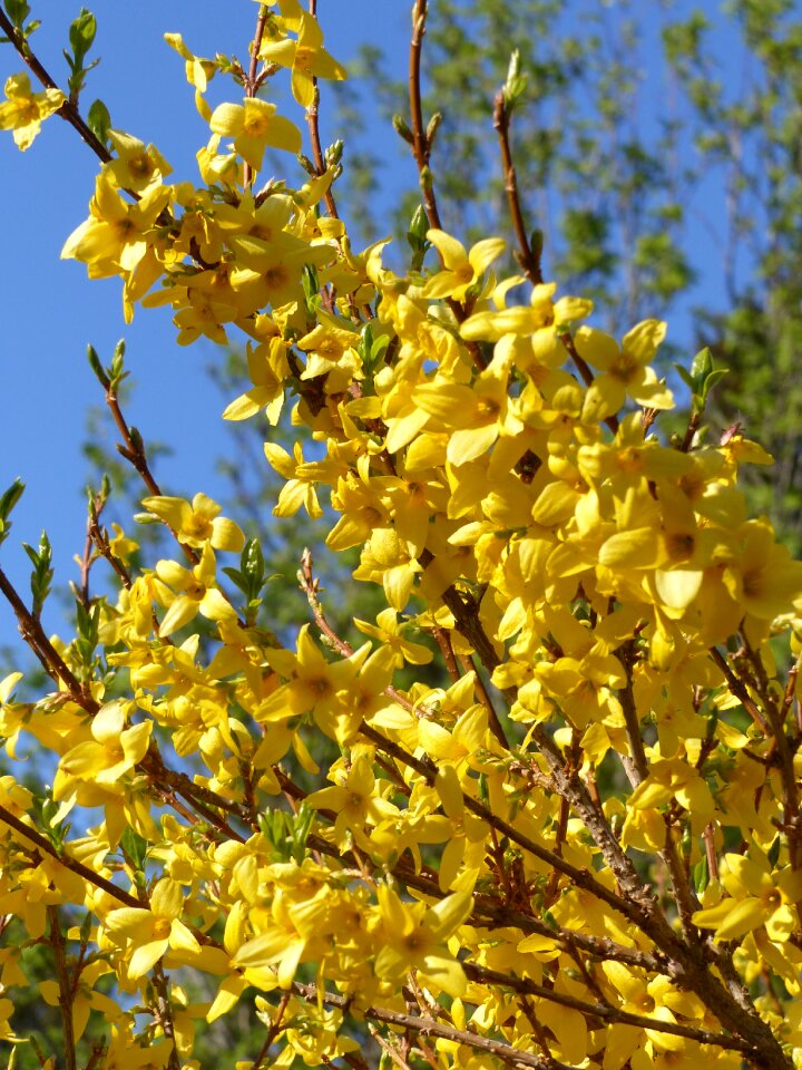Sky bush spring