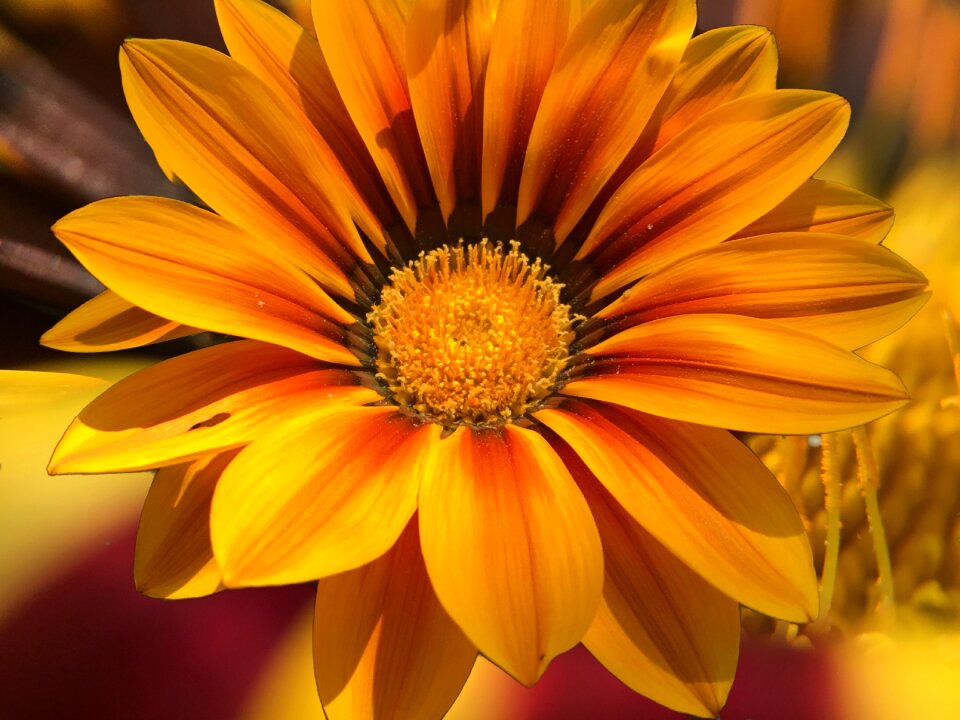 Flower blossom bloom