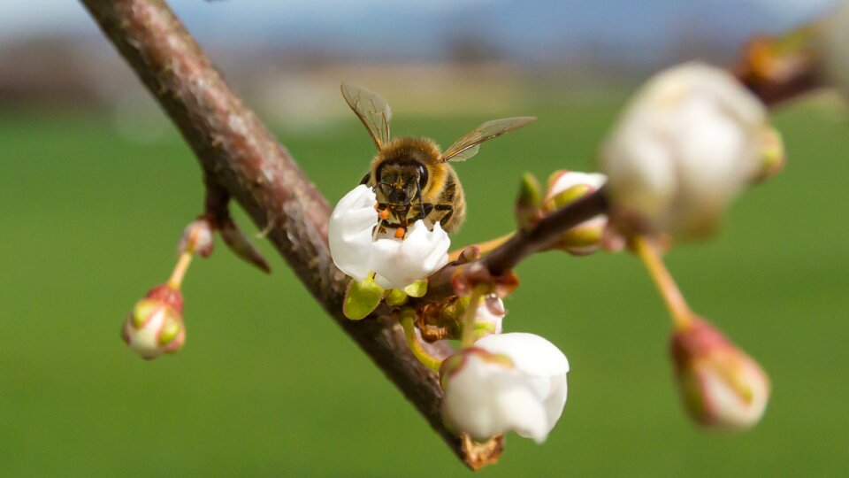 Insect frühlingsanfang spring photo