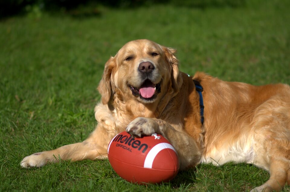 Pet big dog golden retriever head