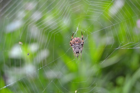 Spider web black arachnid photo