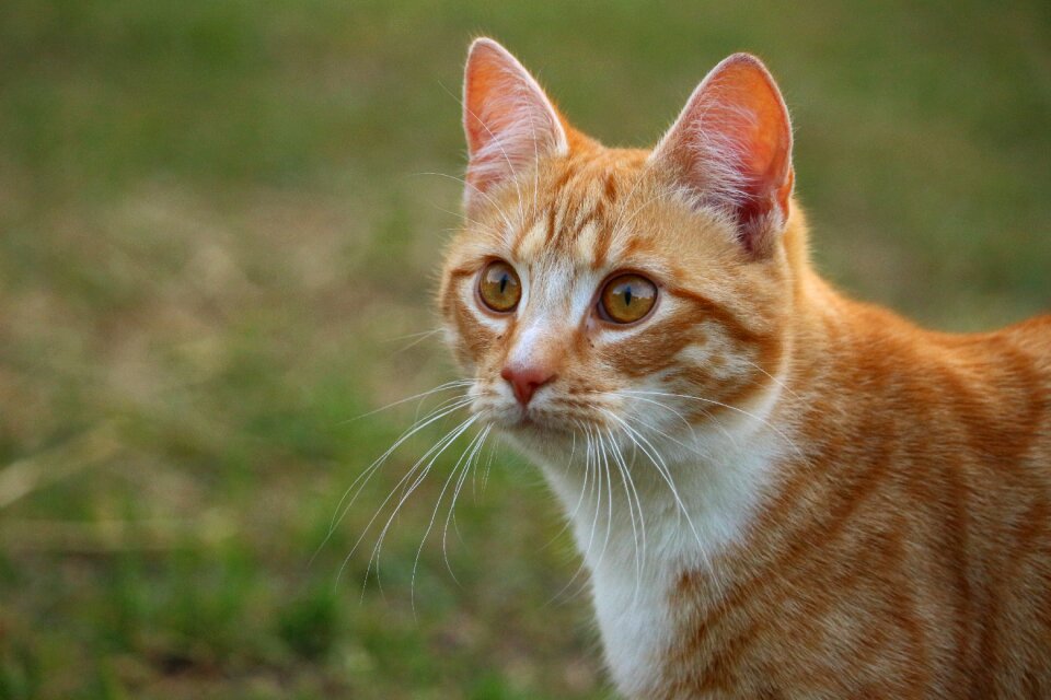 Mackerel tiger cat red cat