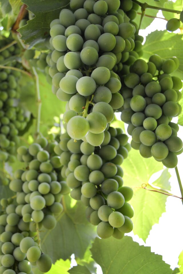 Summer green wine