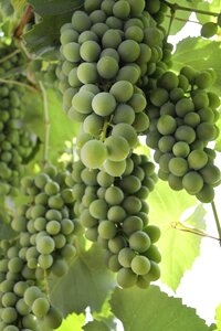 Summer green wine