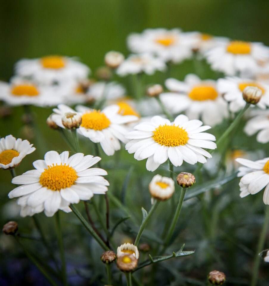 Flower summer floral