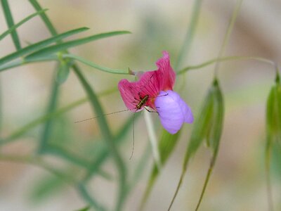 Small insect wild flower photo