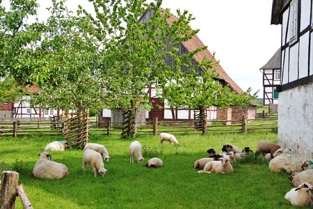 Farm sheep fachwerkhaus photo