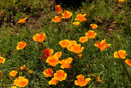 Flower poppies photo