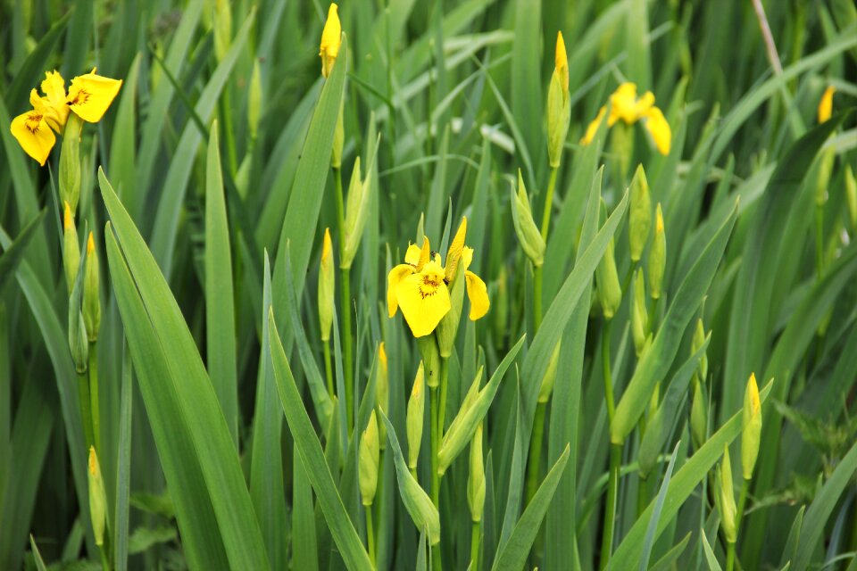 Flower nature garden