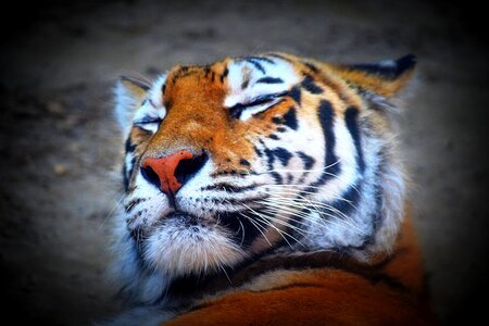 Tiger feline predator photo