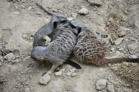 Meercat hug three
