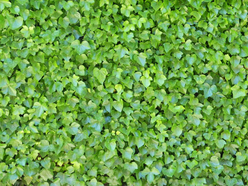 Background texture ivy wall