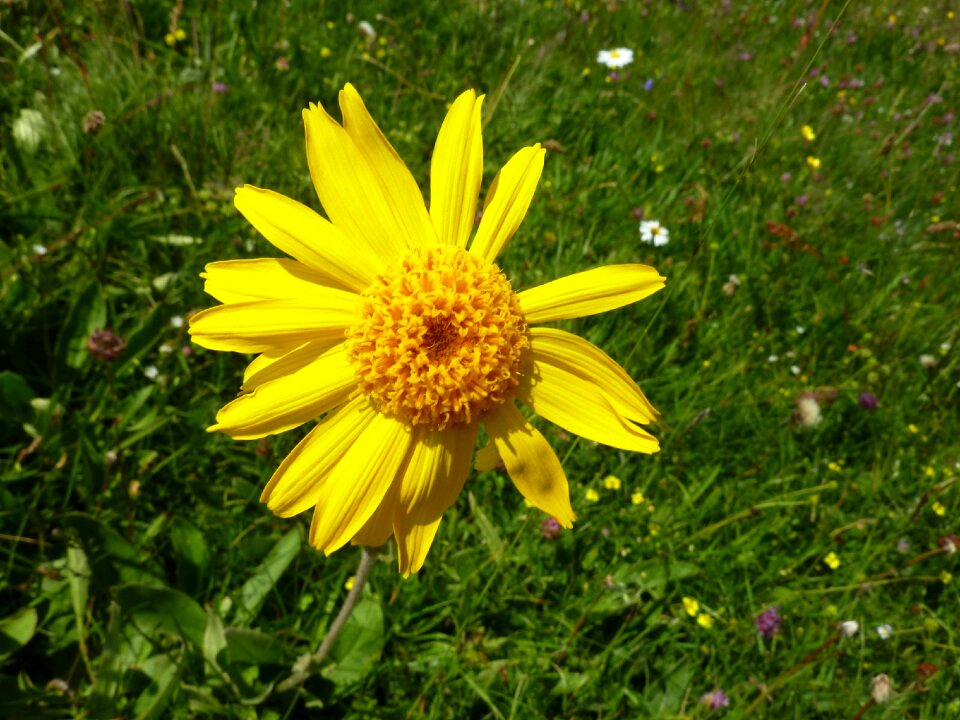 Markstein flowers mountain flower vosges