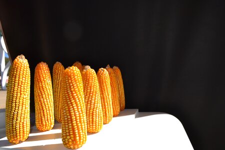 Corn harvest tenon photo