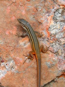 Reptiles red orange
