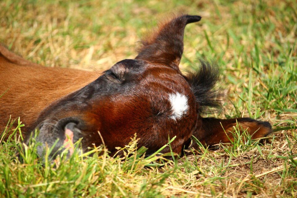 Thoroughbred arabian brown mold tired