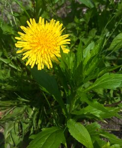 Huang grass weed photo