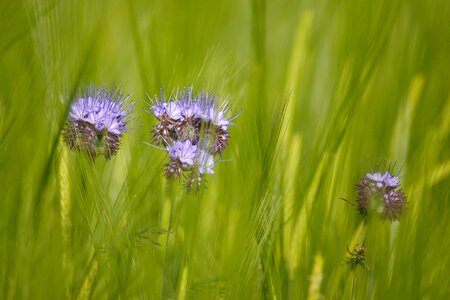 Nature summer agriculture