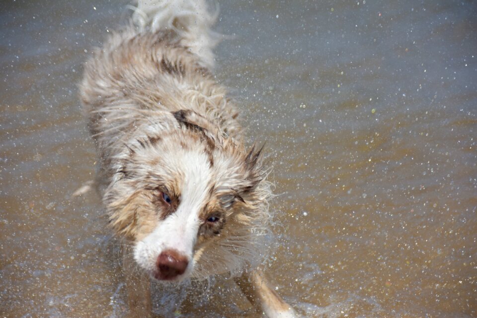 Animal cute canine