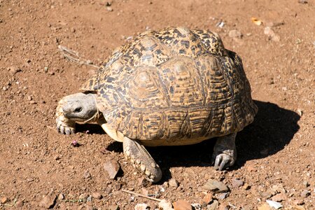 Turtle leopard tortoise testudinidae