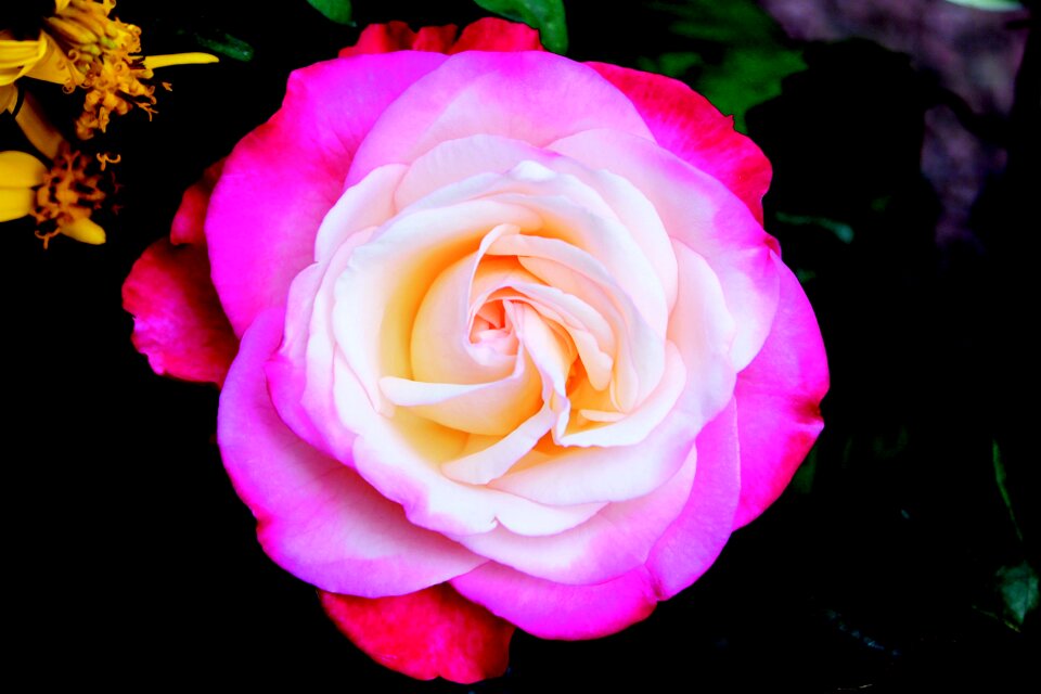 White roses nature blossom