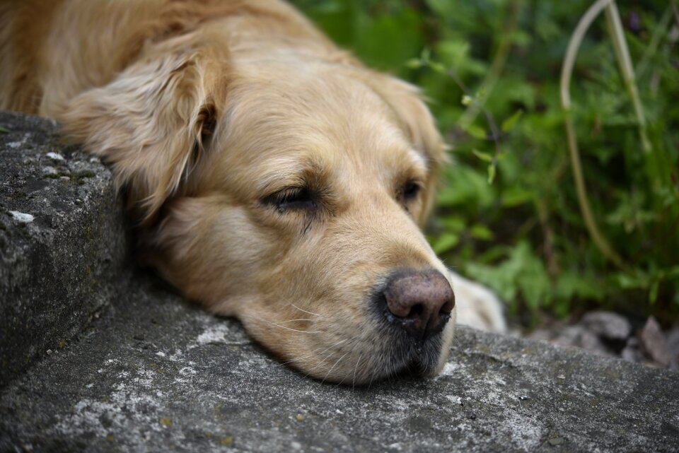 Animal retriever golden retriever head photo