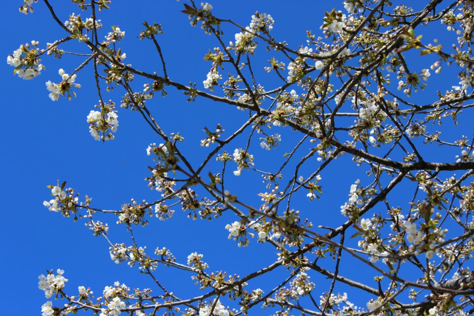 Cherry trees blue sky spring