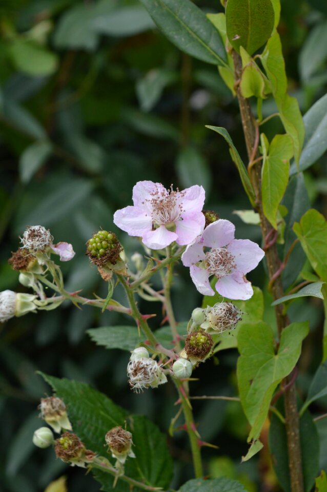 Edible fruits of the forest blackberries